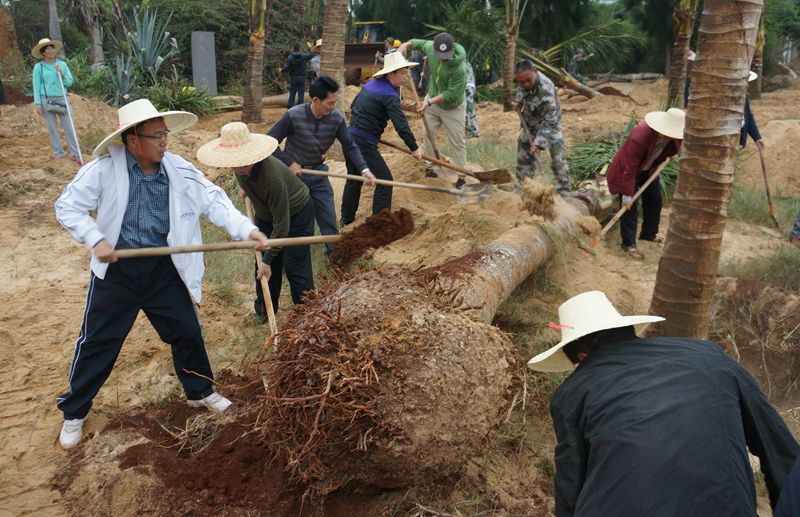 徐闻县长吴康秀率队植树.JPG