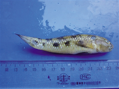 2、犬牙细棘虾虎鱼。有毒，全市有分布。.jpg