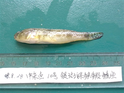 1、云斑裸颊虾虎鱼。剧毒，食用2尾可致命。大陆地区仅在湛江流沙湾有发现。.jpg