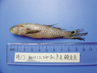 3、拟矛尾虾虎鱼。含毒量少，全市有分布。.jpg