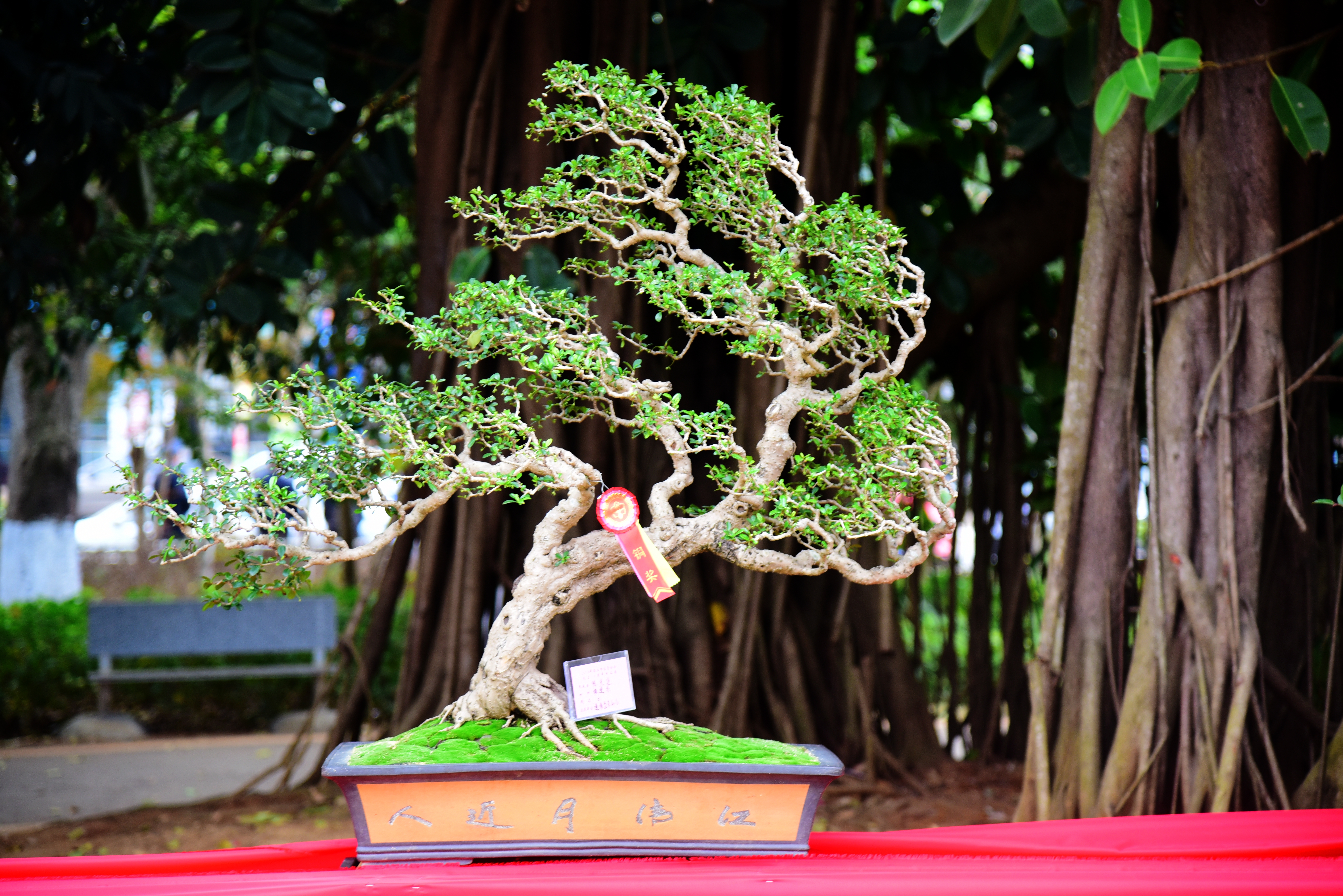 DSC_9113_副本.jpg