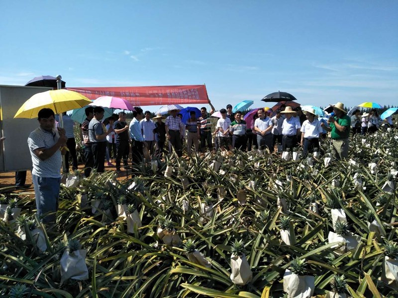 图一：讲师们带着农民会员们在“菠萝的海”巡察.jpg