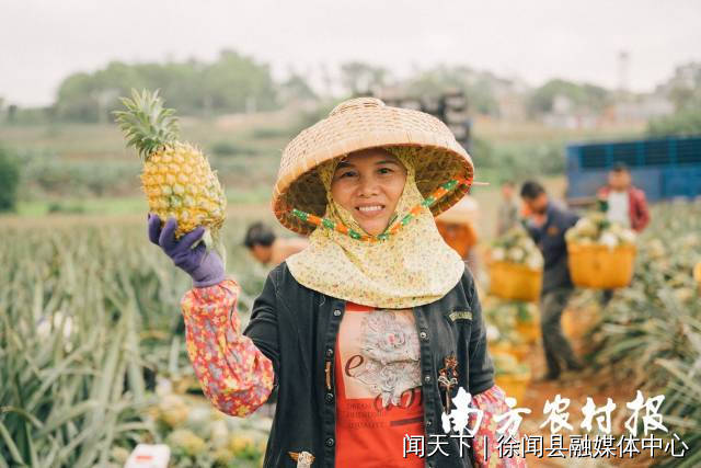 郑小英说，种菠萝30年也难遇今年这样的好价钱。