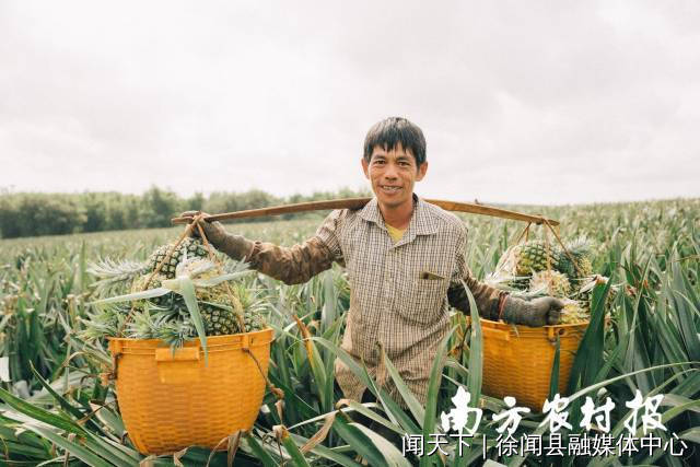 一担满筐的菠萝，重量往往有上百斤。