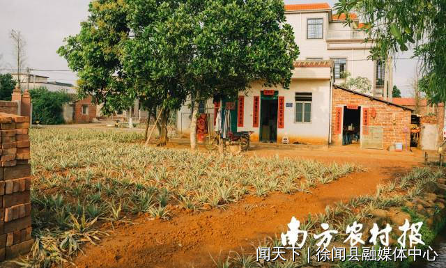在田洋村，菠萝像庭院的花草一样，被悉心种满了每个角落。