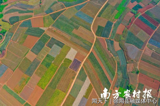 五彩斑斓的“菠萝的海”，成为了政策与项目的“宠儿”